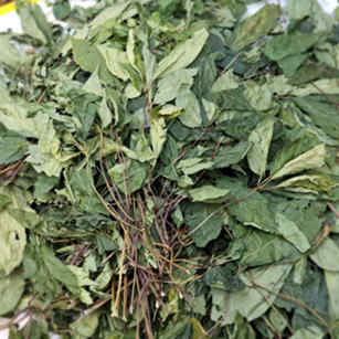 lá sâm ngọc linh khô giã